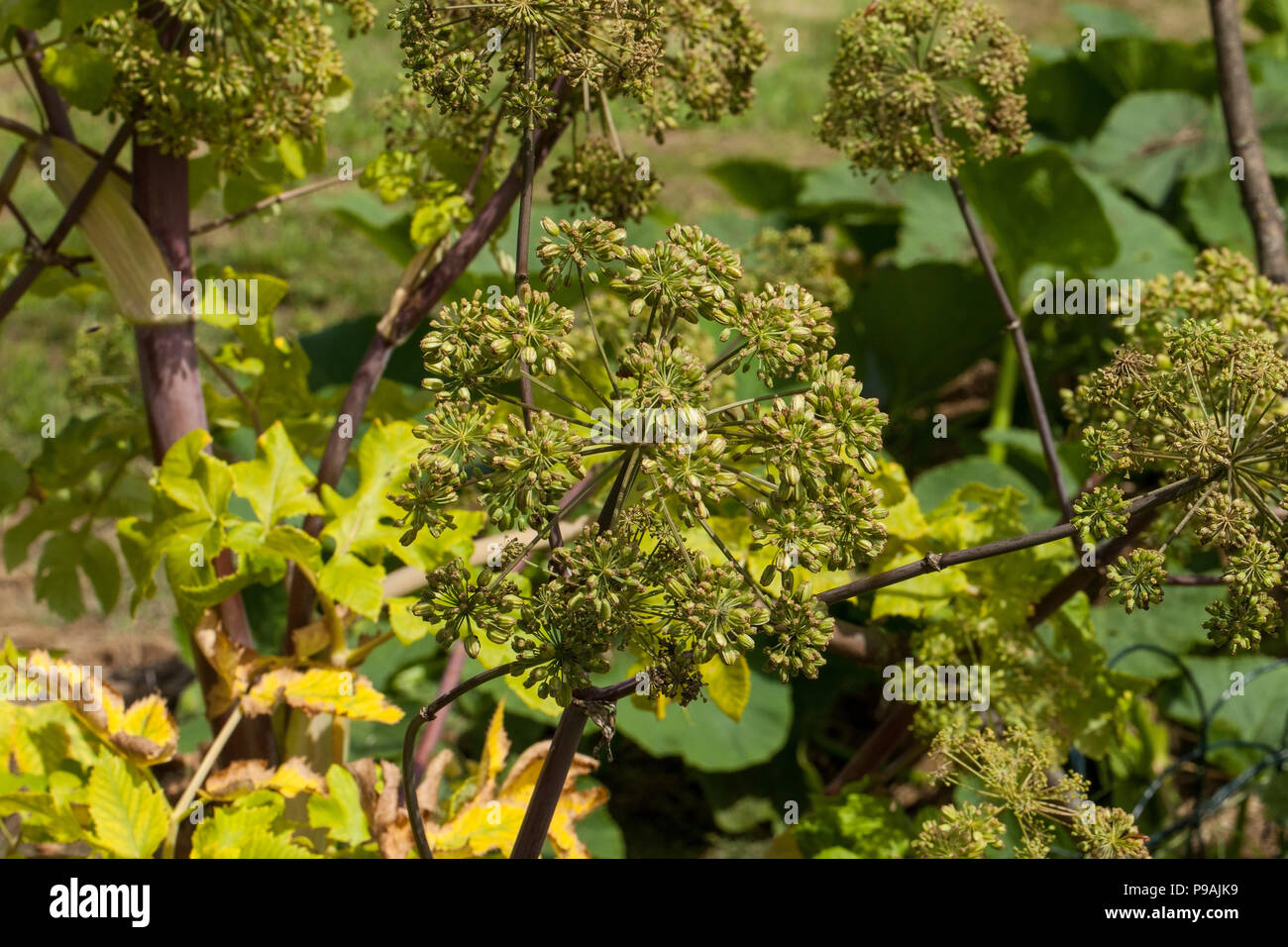 ROME, ITALIE - 22 avril 2017 : La célèbre roseraie municipale sur la colline Aventino, dans le centre de Rome. Il est ouvert au printemps et en été et Banque D'Images