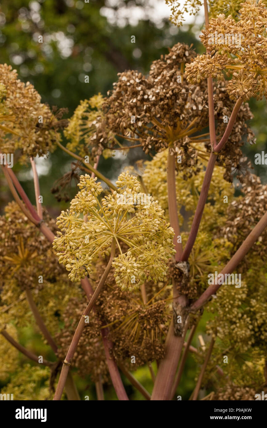 ROME, ITALIE - 22 avril 2017 : La célèbre roseraie municipale sur la colline Aventino, dans le centre de Rome. Il est ouvert au printemps et en été et Banque D'Images