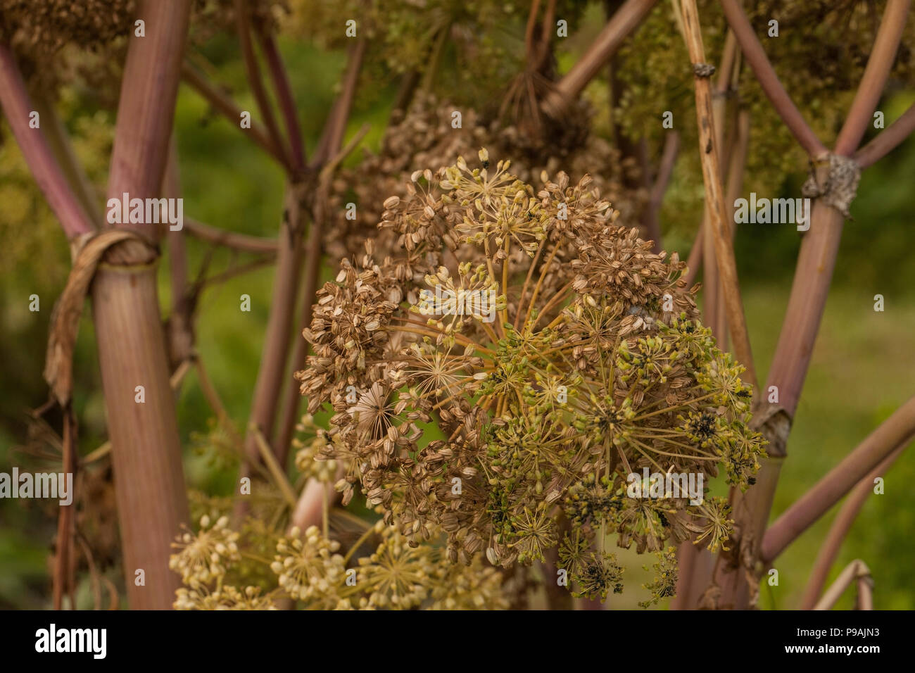 ROME, ITALIE - 22 avril 2017 : La célèbre roseraie municipale sur la colline Aventino, dans le centre de Rome. Il est ouvert au printemps et en été et Banque D'Images