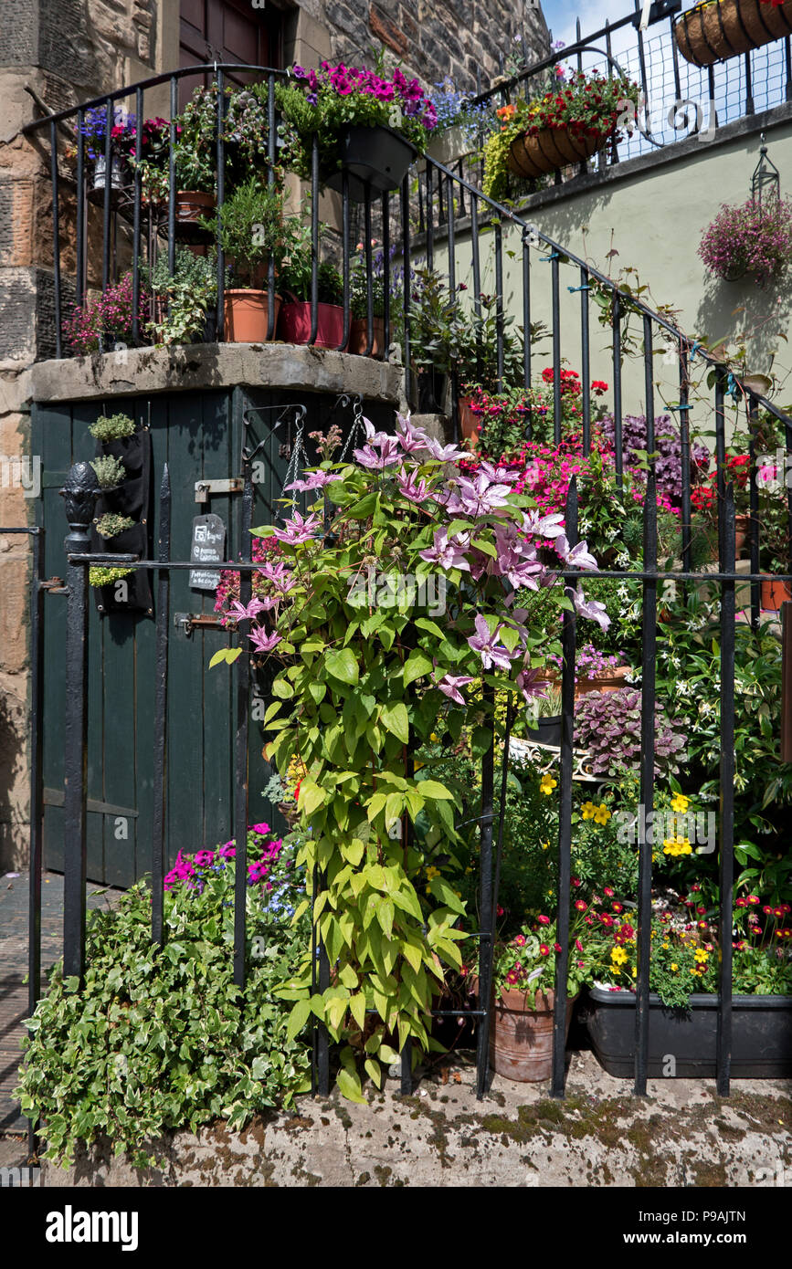 Fleurs d'été en fleur dans un jardin urbain à Stockbridge, Édimbourg, Écosse, Royaume-Uni. Banque D'Images