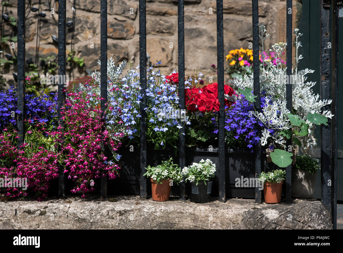 Fleurs d'été en fleur dans un jardin urbain à Stockbridge, Édimbourg, Écosse, Royaume-Uni. Banque D'Images