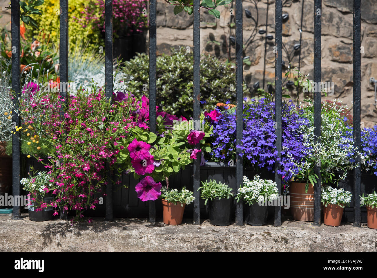 Fleurs d'été en fleur dans un jardin urbain à Stockbridge, Édimbourg, Écosse, Royaume-Uni. Banque D'Images