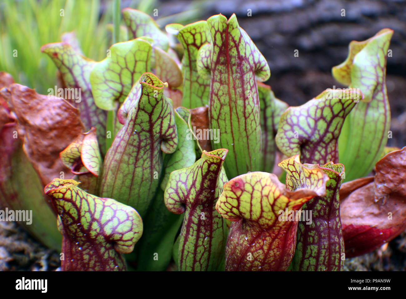 Gros plan d'une sarracénie pourpre, Sarracenia purpurea Banque D'Images