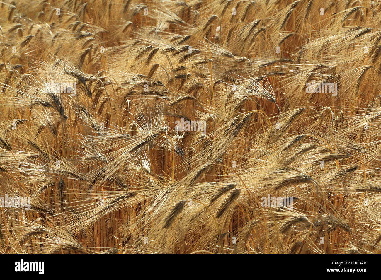 L'orge, détail, longue barbe, barbu, emplumés, têtes de graine, Close up, champ, récolte de grains de céréales, de l'agriculture. Banque D'Images