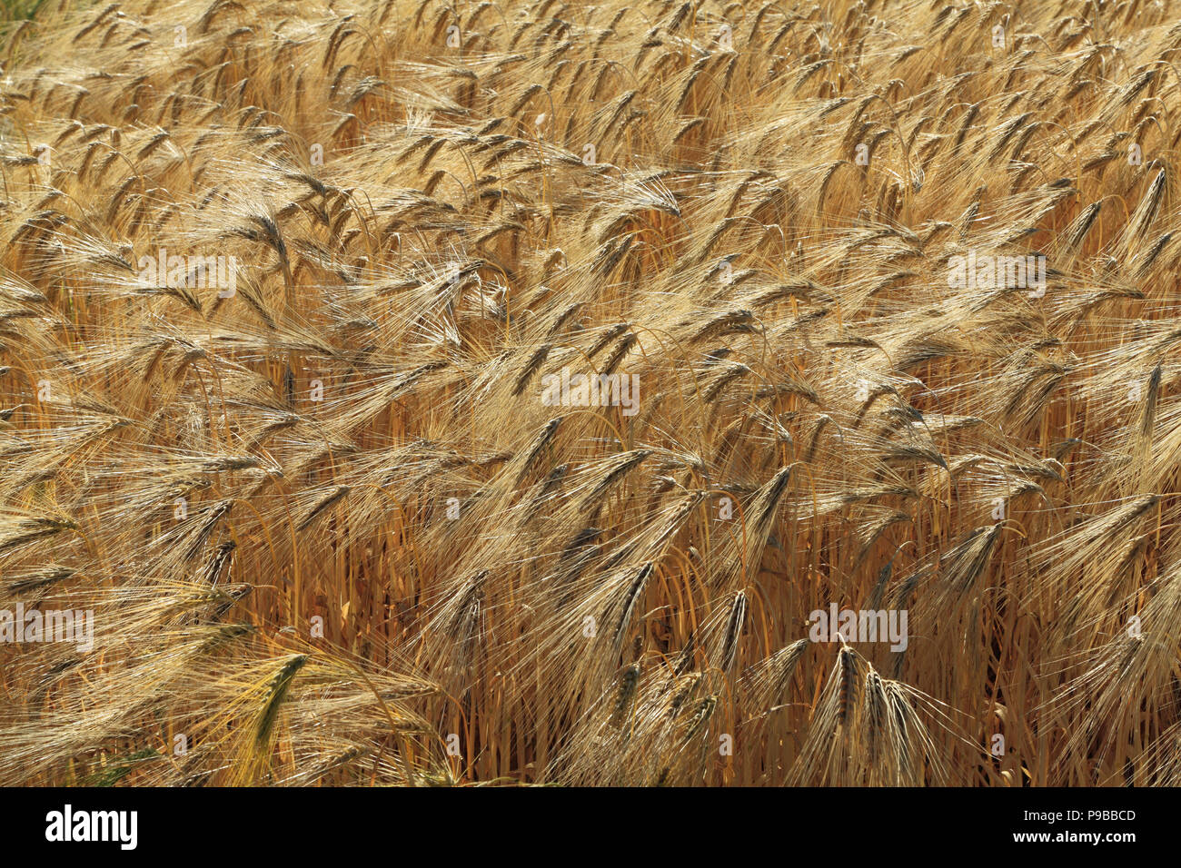 L'orge, détail, longue barbe, barbu, emplumés, têtes de graine, Close up, champ, récolte de grains de céréales, de l'agriculture. Banque D'Images