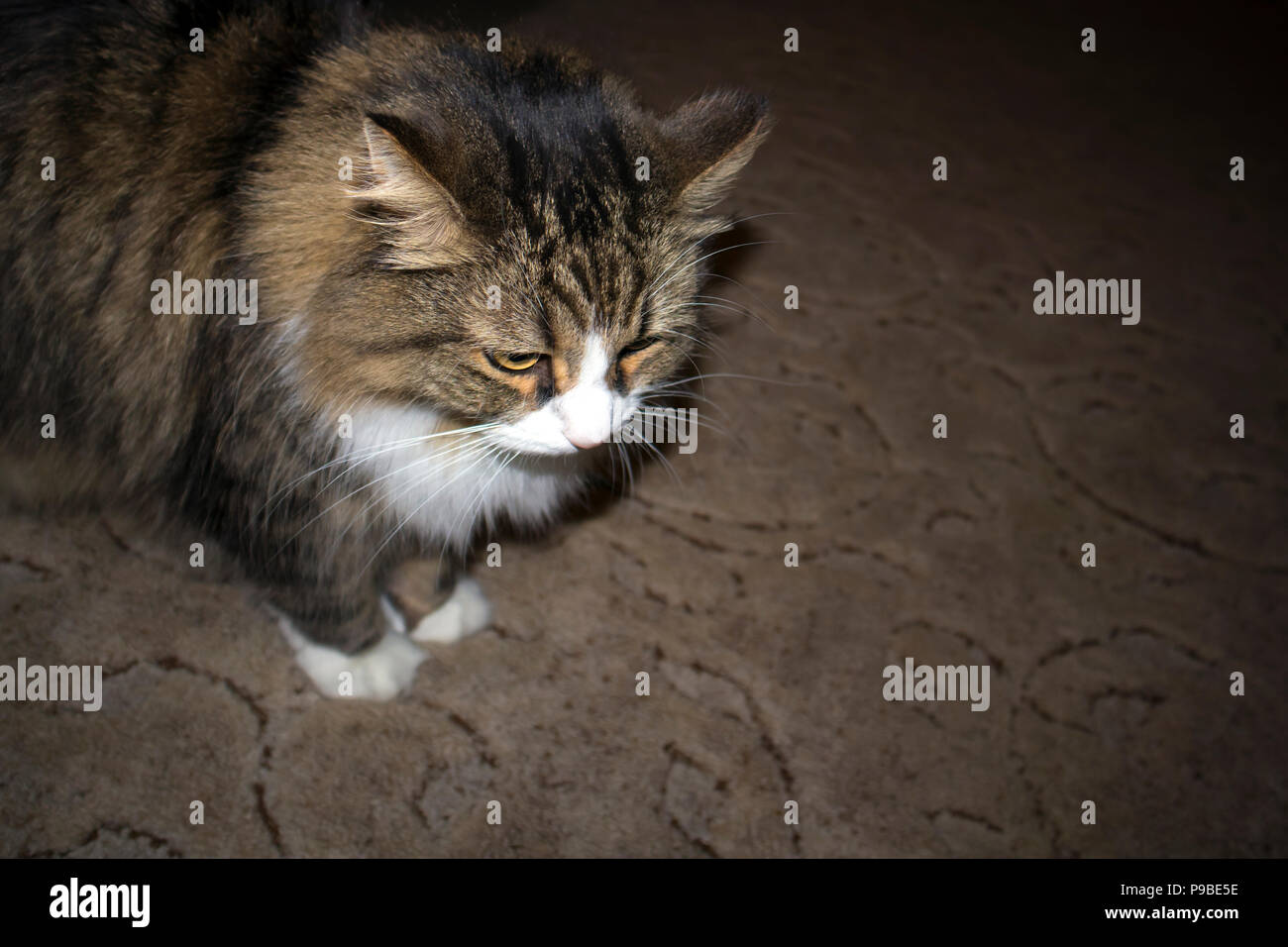 Fluffy mignon chat tigré d'un séjour à la maison sur le tapis marron Banque D'Images