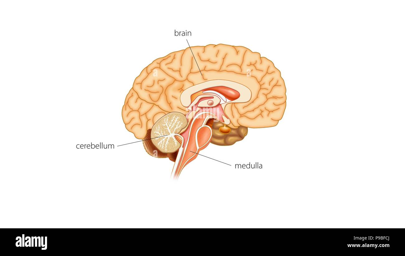 Cerveau. Banque D'Images