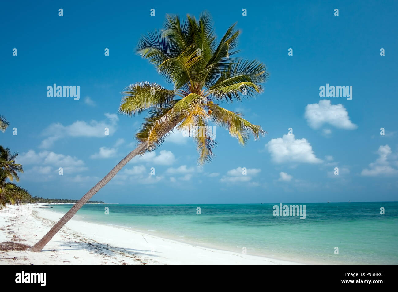 Paradise Island - palmiers qui pèsent sur sa plage de sable blanc avec une eau turquoise Banque D'Images