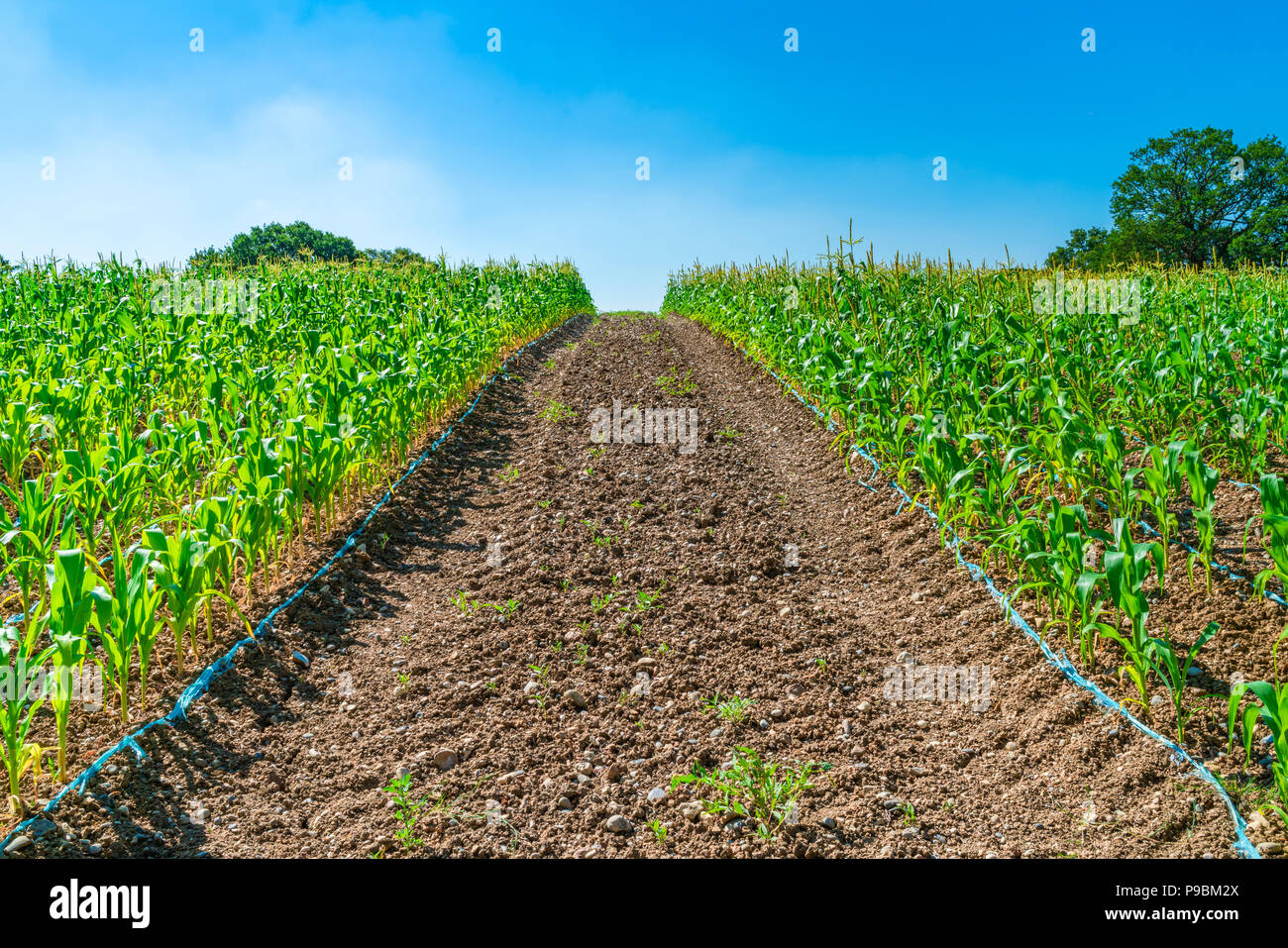 Un chemin à travers champ de maïs dans la région de Middlesex, Royaume-Uni Banque D'Images