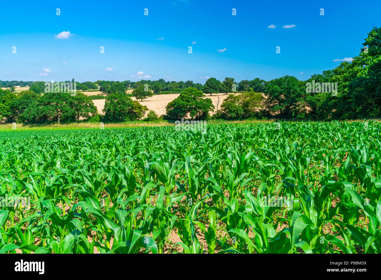 Vue sur la campagne anglaise avec des plants de maïs dans le champ dans le Middlesex, Royaume-Uni Banque D'Images