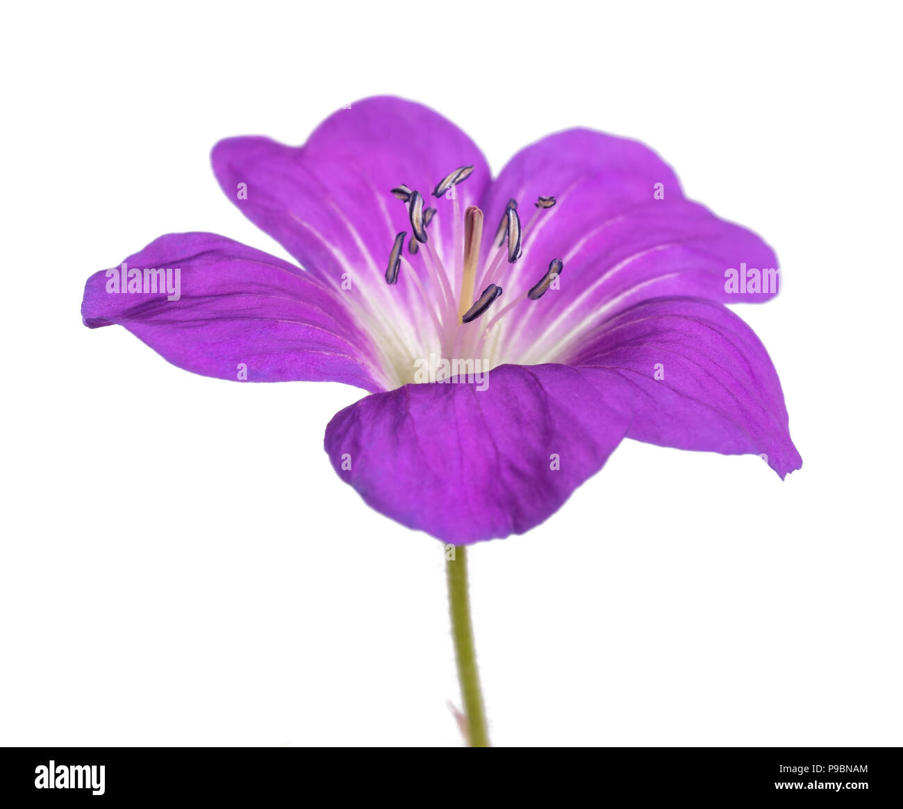 Géranium sanguin (Geranium sylvaticum bois) isolated on white Banque D'Images