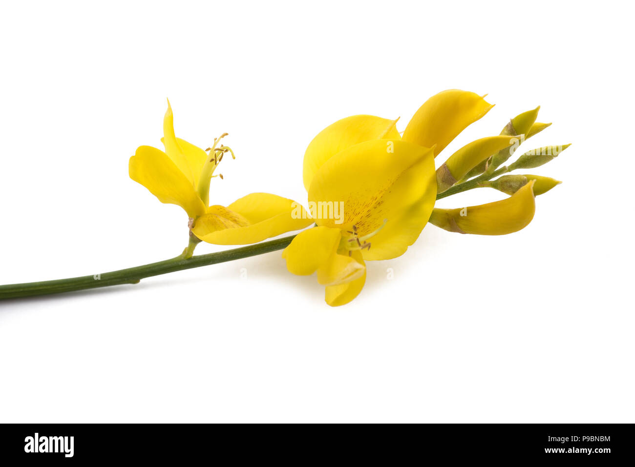Fleurs genêt isolé sur fond blanc Banque D'Images