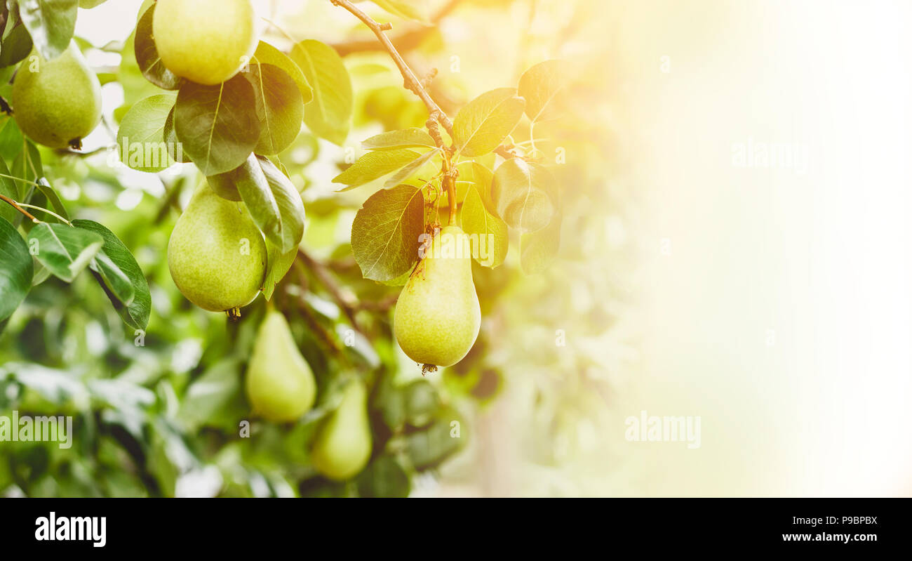 Pear Tree branch plein de fruits, sur le coucher du soleil ; with copy space Banque D'Images
