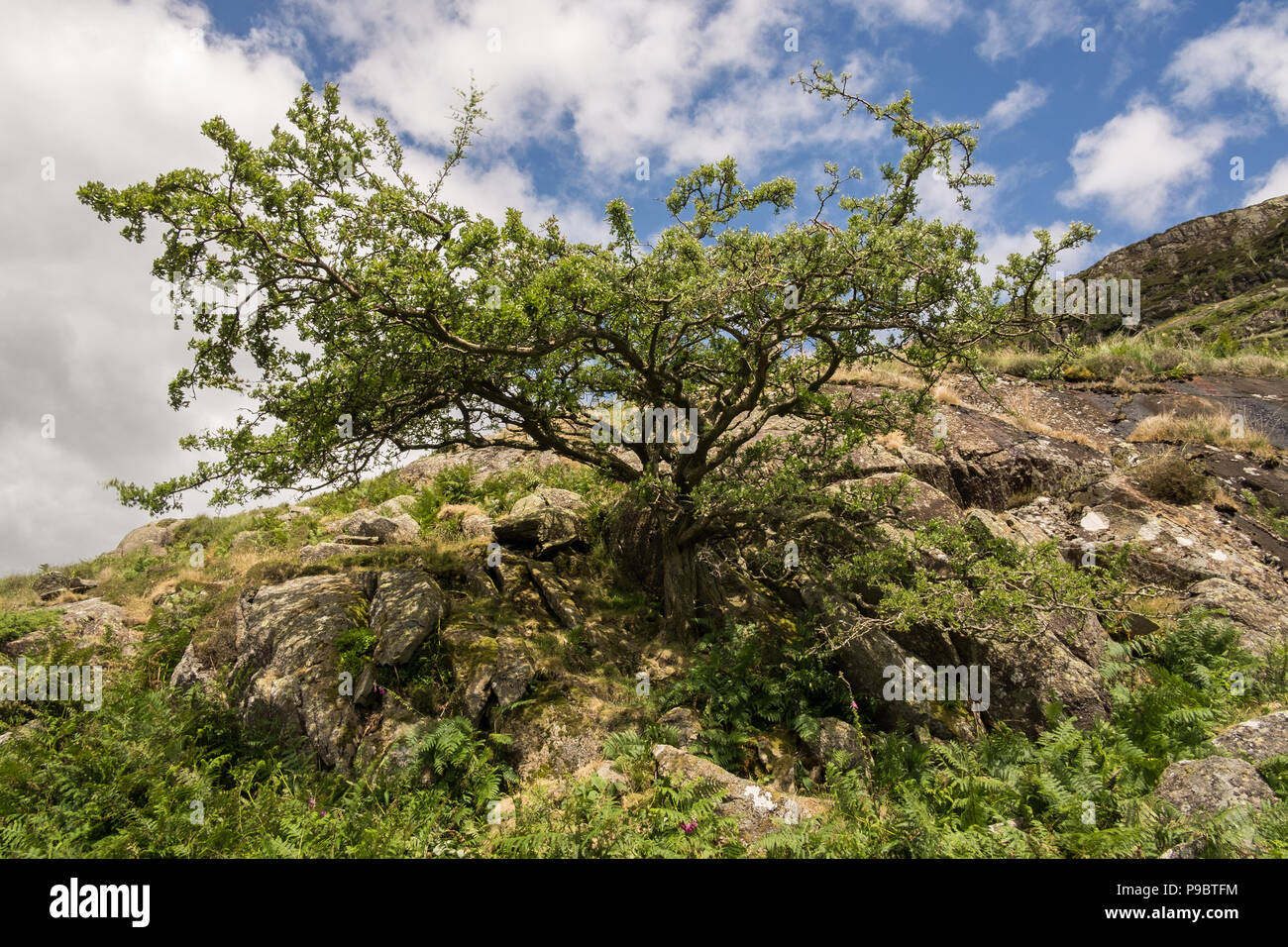 Seul arbre sur le sol pierreux en Cumbria Royaume Uni Banque D'Images