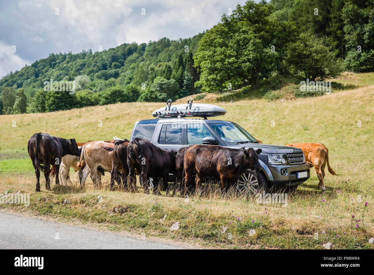 Range Rover Discovery entouré par du bétail dans un champ. Banque D'Images