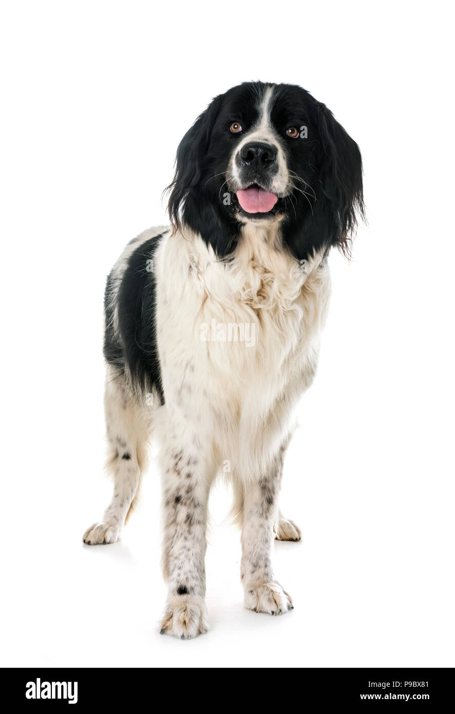 Landseer jeunes in front of white background Banque D'Images
