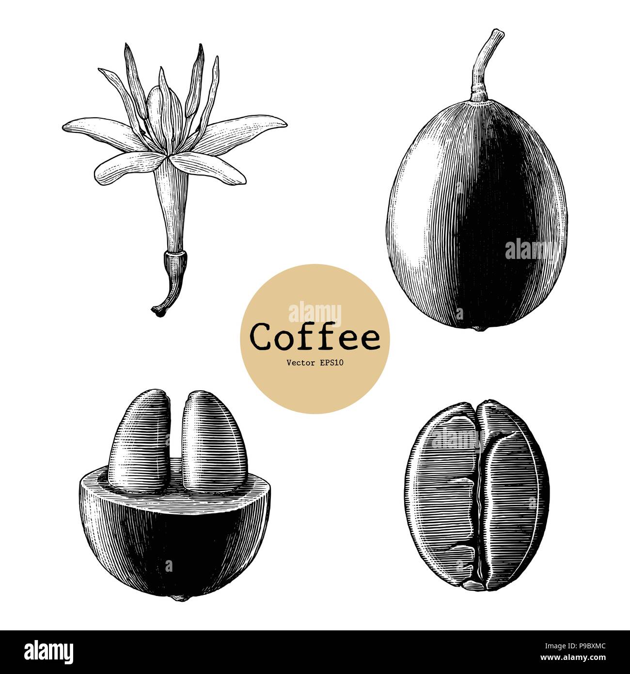 ,Fleur de café Coffee Bean dessin à la main vintage clip art isolé sur fond blanc Illustration de Vecteur