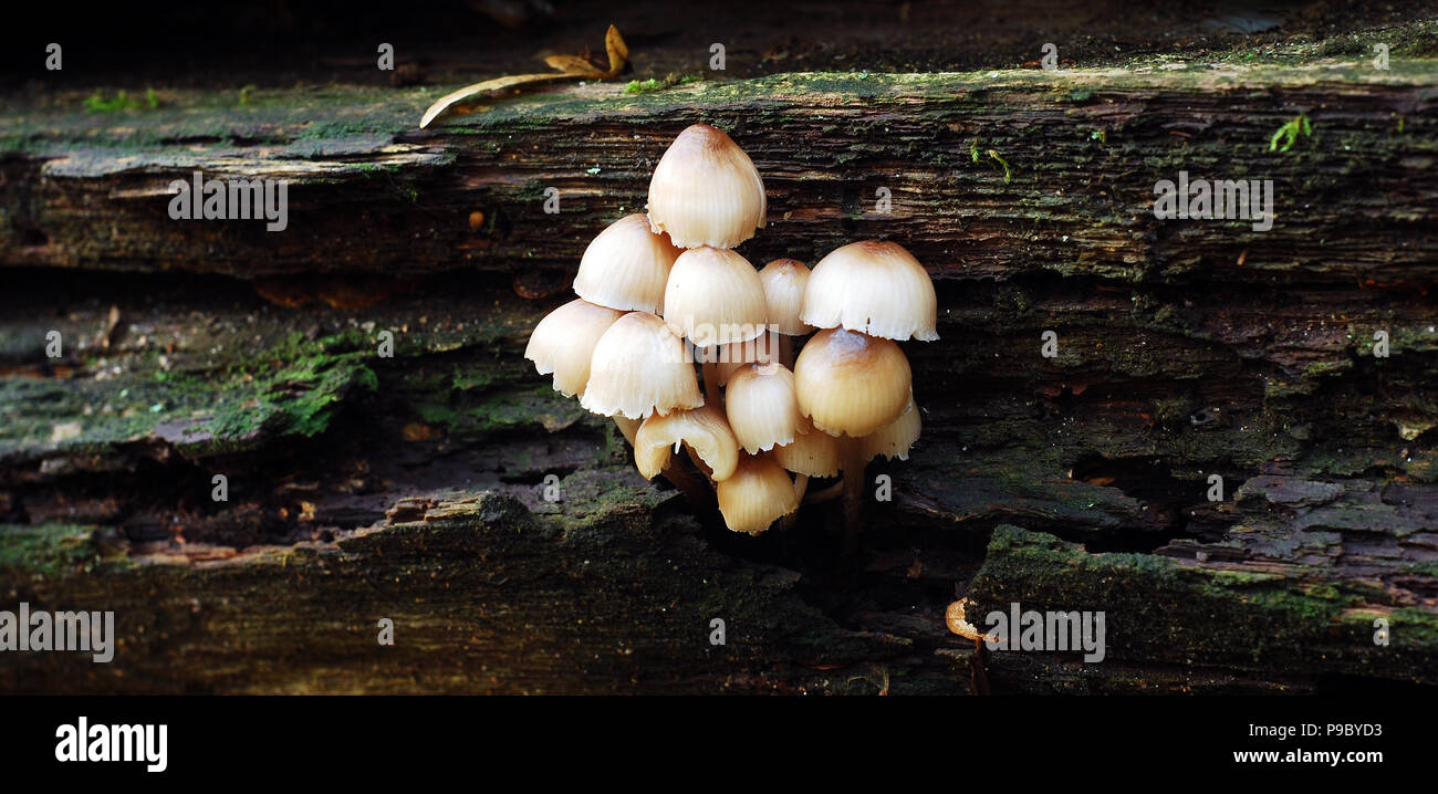 Mycena champignons sur une ligne réseau Banque D'Images