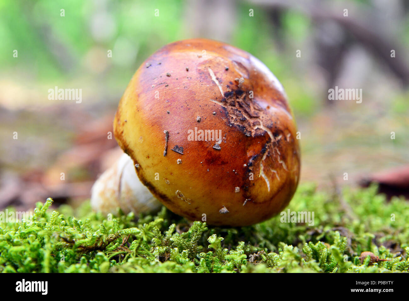 Russula foetens sur le terrain Banque D'Images