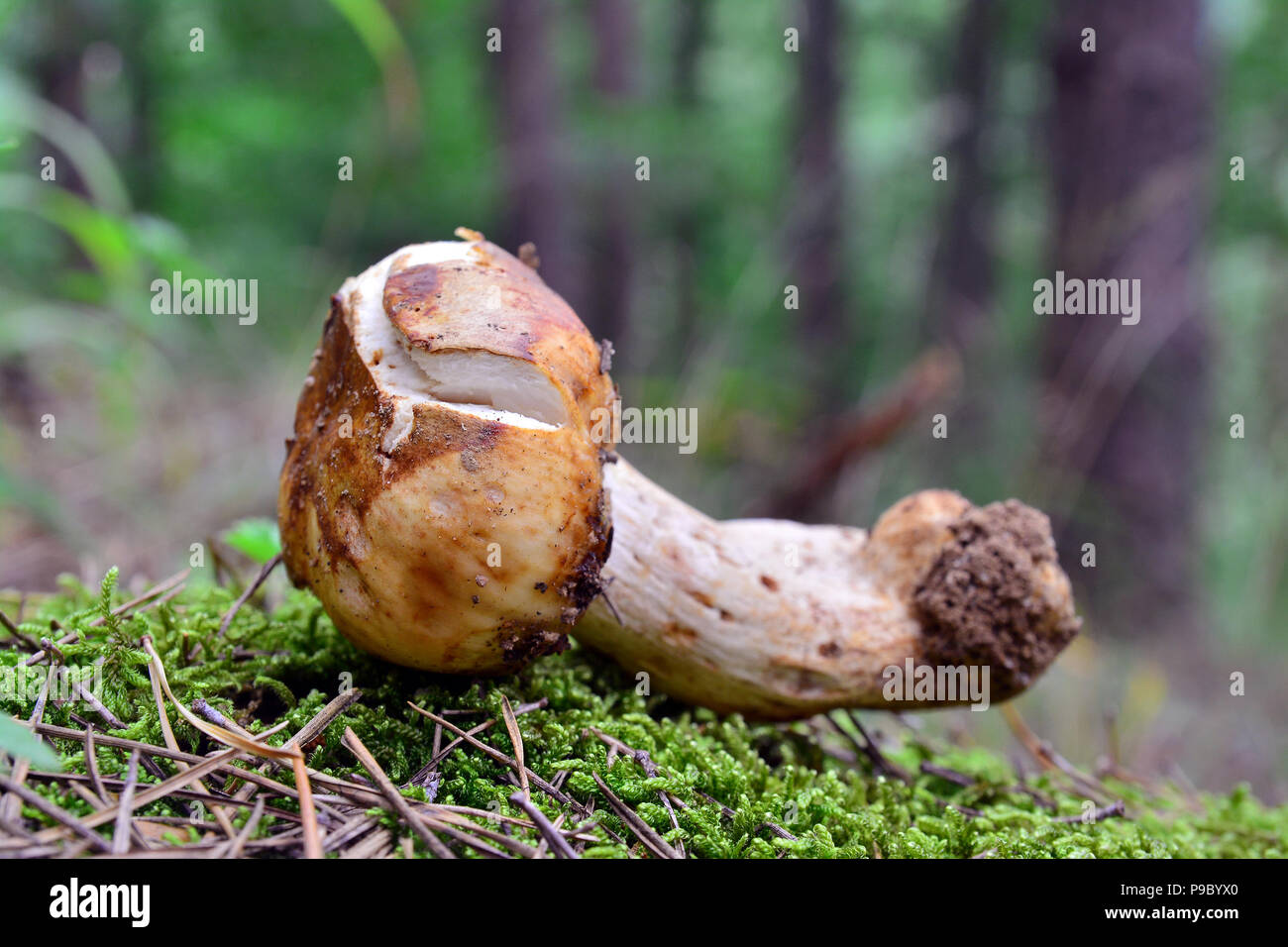 Russula foetens dans les bois Banque D'Images