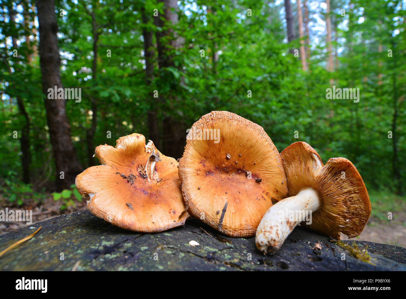 Russula foetens de champignons dans la forêt Banque D'Images