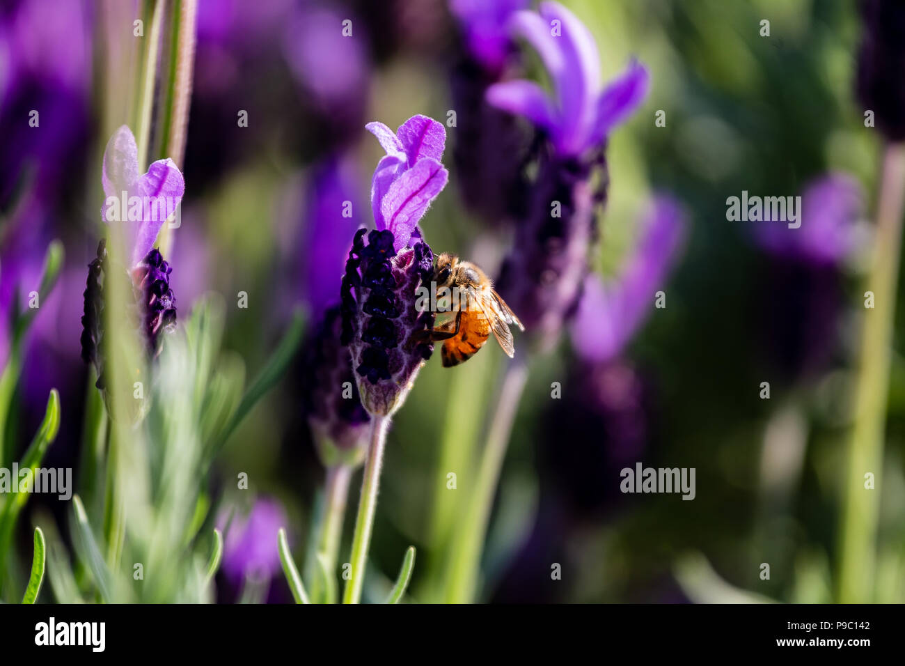 Une abeille en herbe visites rosemary fleurs dans un parc à Yokohama Banque D'Images