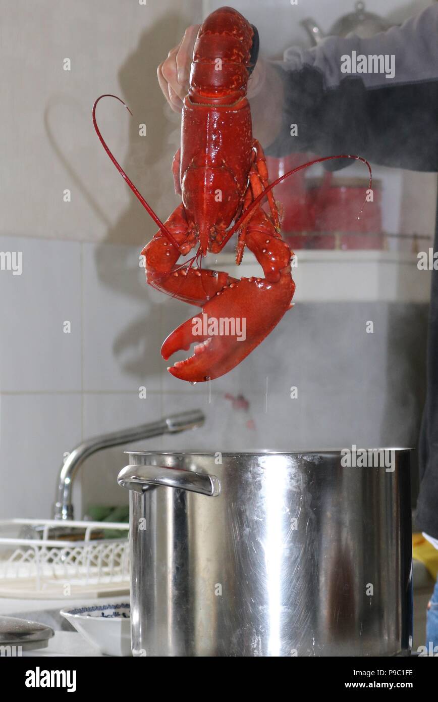 Homard rouge tiré d'un grand chaudron en acier inoxydable après la cuisson Banque D'Images