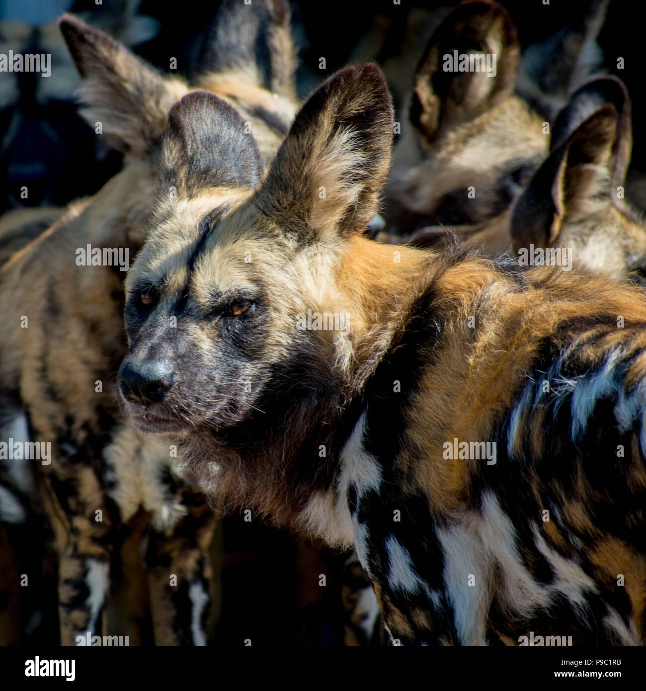 Conservation des chiens sauvages d'Afrique Banque D'Images