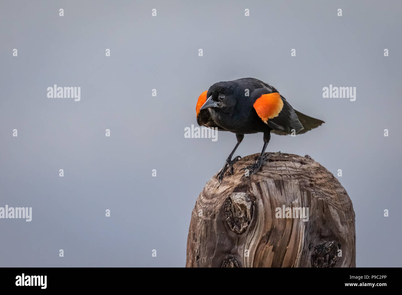 Homme ailé rouge Balckbird (Agelaius phoeniceus) sur un mât Banque D'Images