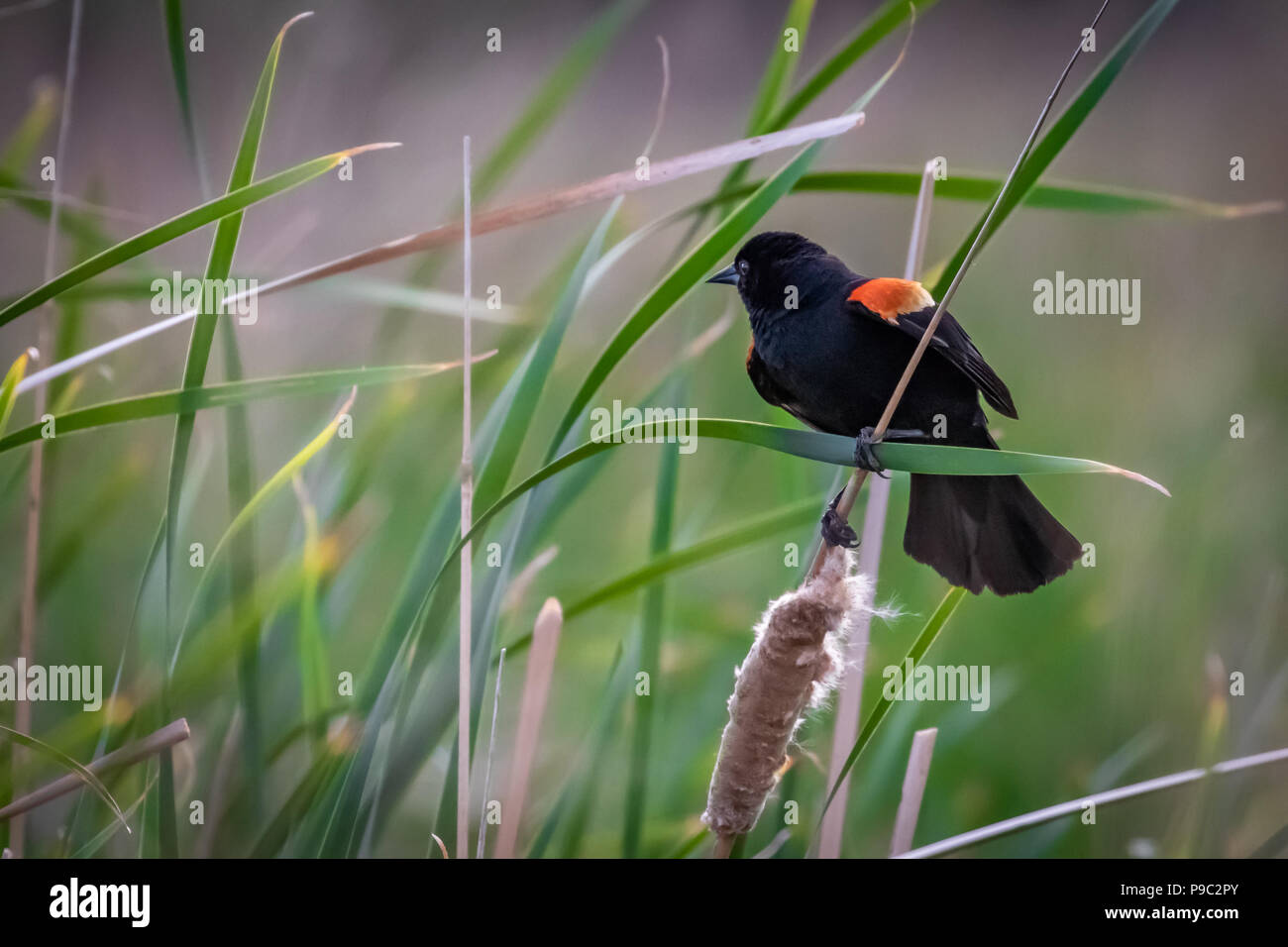 Homme ailé rouge Balckbird (Agelaius phoeniceus) dans certaines hautes herbes Banque D'Images