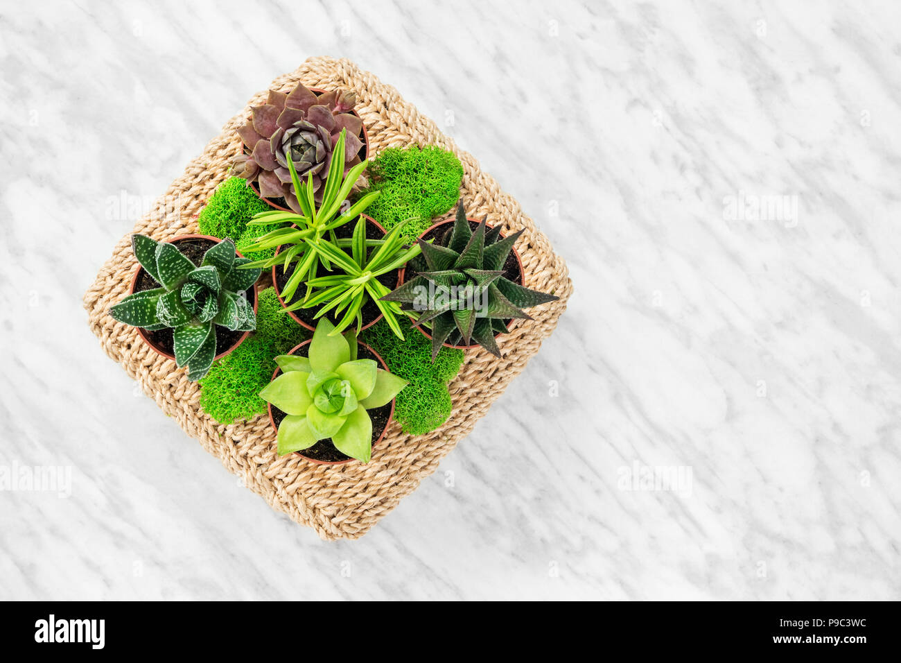 Décoration d'arrangement avec les plantes succulentes et moss, sur en arrière-plan. Banque D'Images