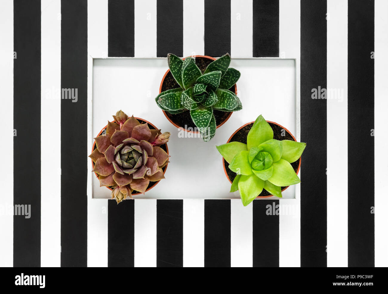 Les plantes succulentes vert sur fond noir et blanc à rayures. Accueil élégant décor. Banque D'Images