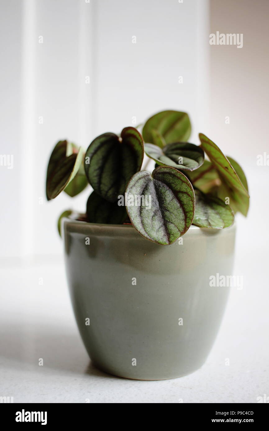 Un Piccolo Peperomia Banda succulentes, avec ses feuilles vert foncé et argent Banque D'Images