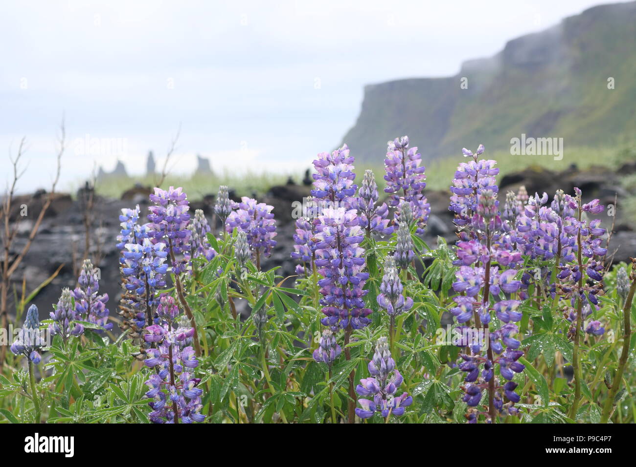 Close up of purple lupin avec plage de sable noir de Vik, l'Islande dans l'arrière-plan Banque D'Images
