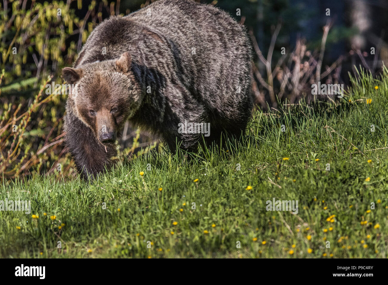 Femelle de l'ours grizzli (Ursus arctos horribilis) sur la tête, l'œil, shot de grizzlys, looking at camera, dans le champ de pissenlit. Banque D'Images