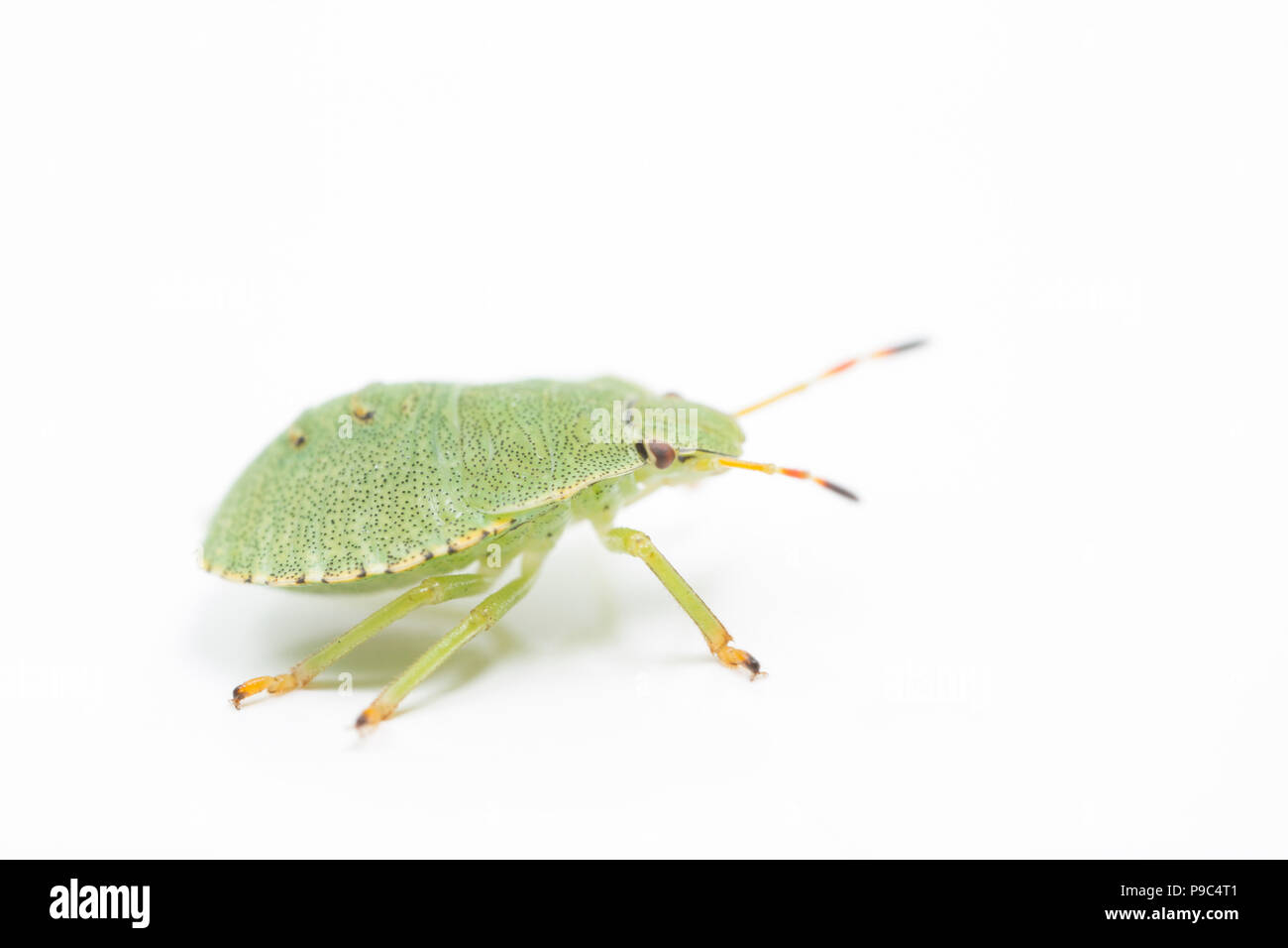Un green shield bug nymphe, Palomena prasina, trouvés en Amérique du Dorset et photographié sur un fond blanc avant de le relâcher. Nord du Dorset England UK GO Banque D'Images