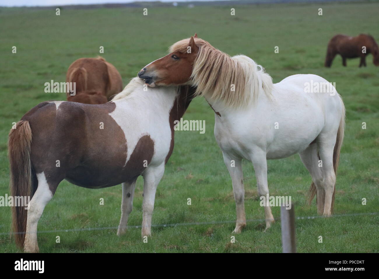 Islande - chevaux Islandais Banque D'Images