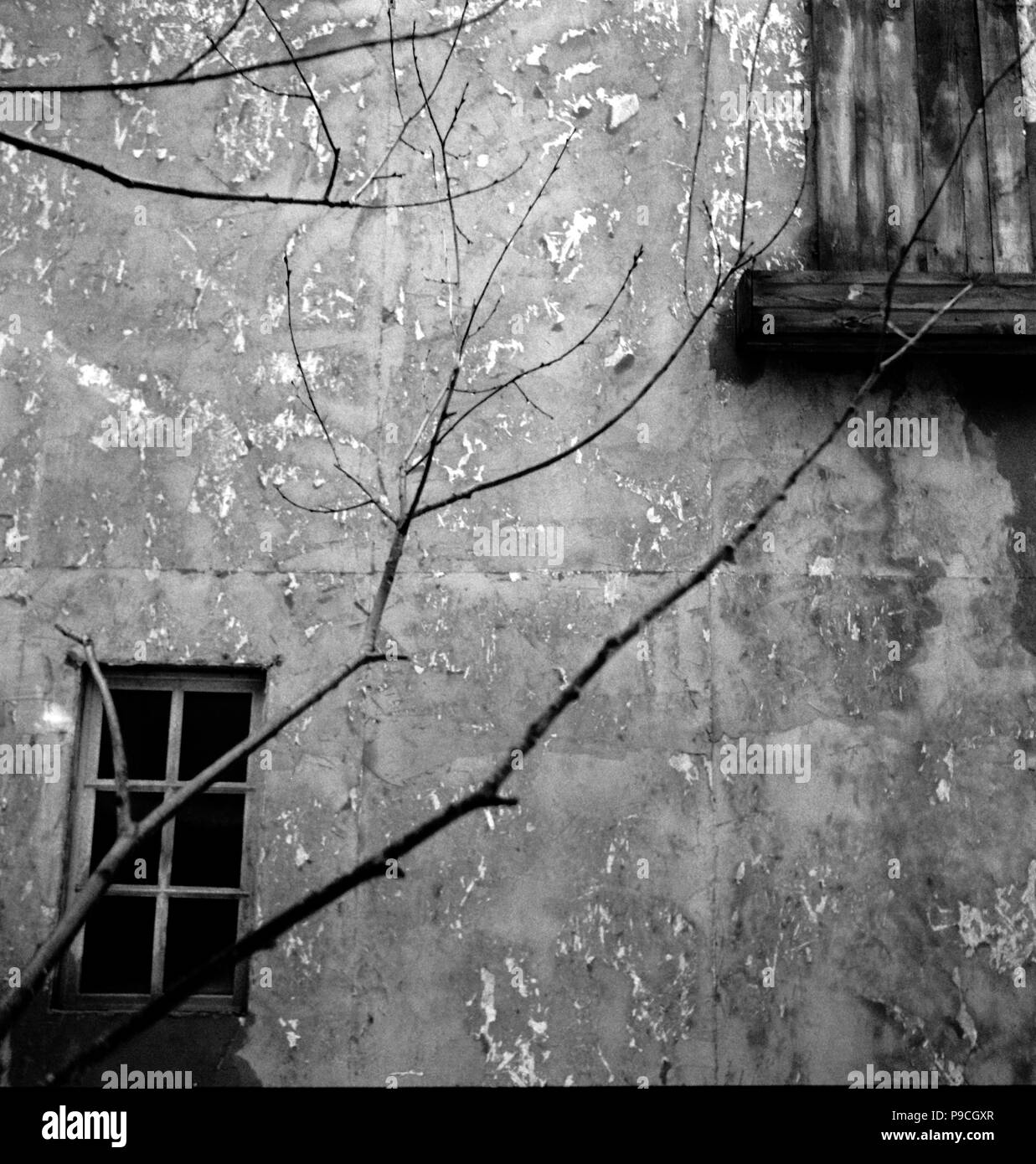 Vieux Mur délabré avec windows et branches d'un arbre. Attention ! La granularité de l'image et d'autres artefacts de la photographie analogique ! Banque D'Images