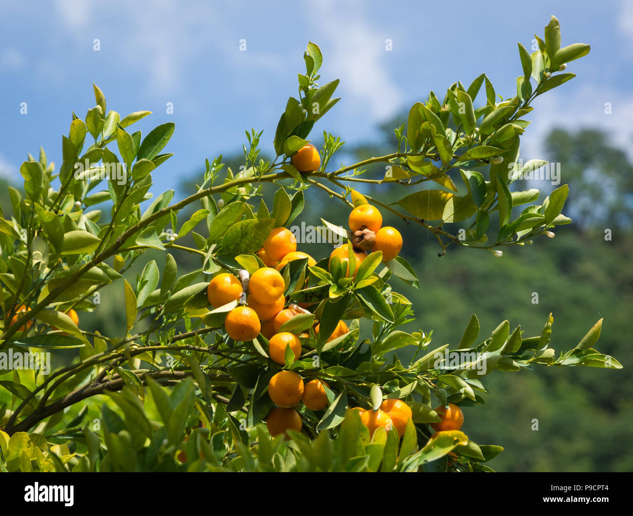 Arbre généalogique de mandarine (citrus reticulata) et l'arrière-plan flou Banque D'Images