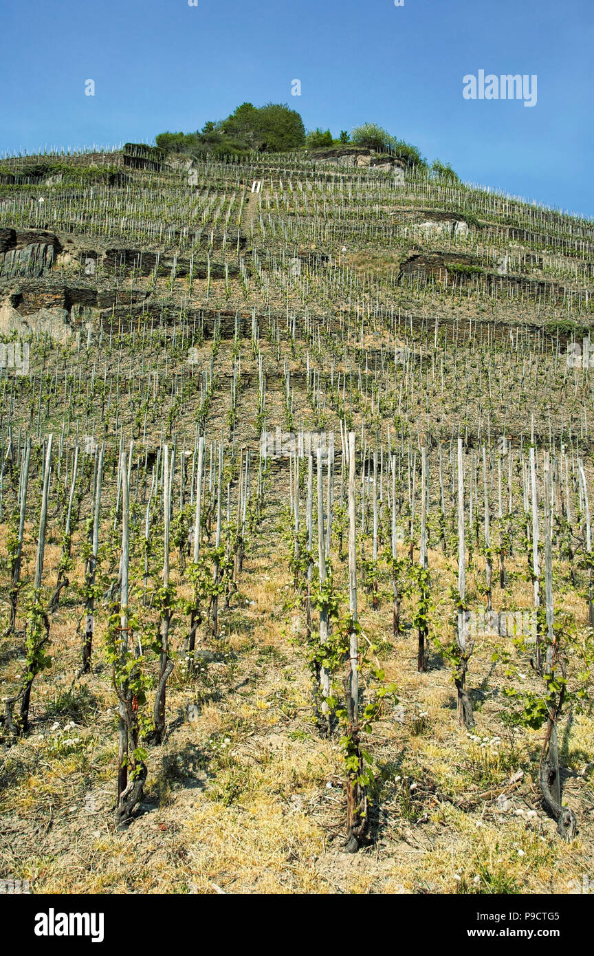 Jeunes vignes sur un coteau escarpé vignoble au printemps sur les rives du Rhin, dans la vallée du Haut-Rhin moyen, l'Allemagne, de l'Europe Banque D'Images