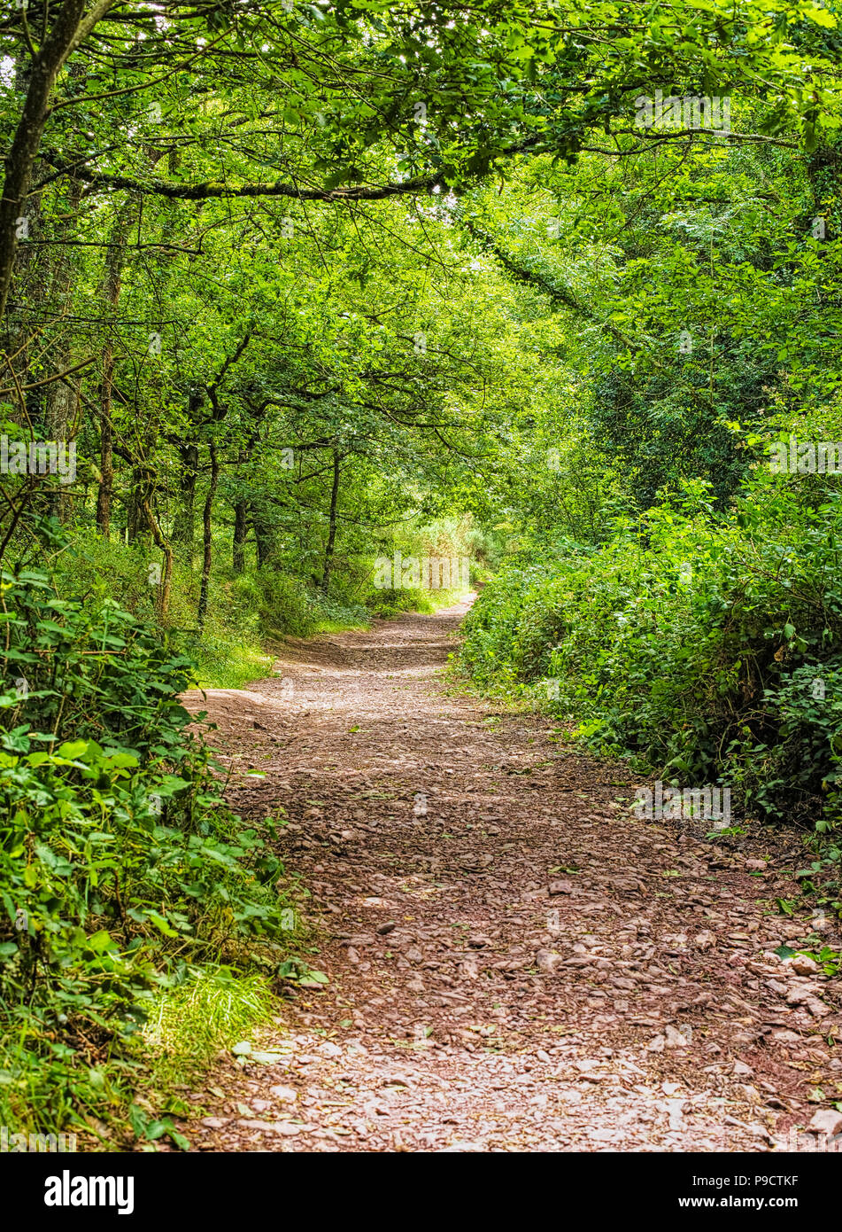 Chemin des bois à travers la forêt enchantée de Brocéliande, forêt de l'Ille et Vilaine, Bretagne, France, Europe Banque D'Images