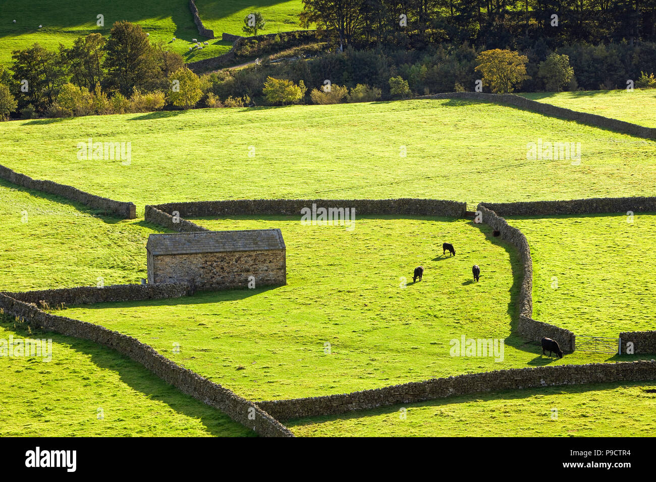 Les granges en pierre et murs en pierre sèche dans le Gunnerside à Yorkshire Dales National Park, England, UK Banque D'Images