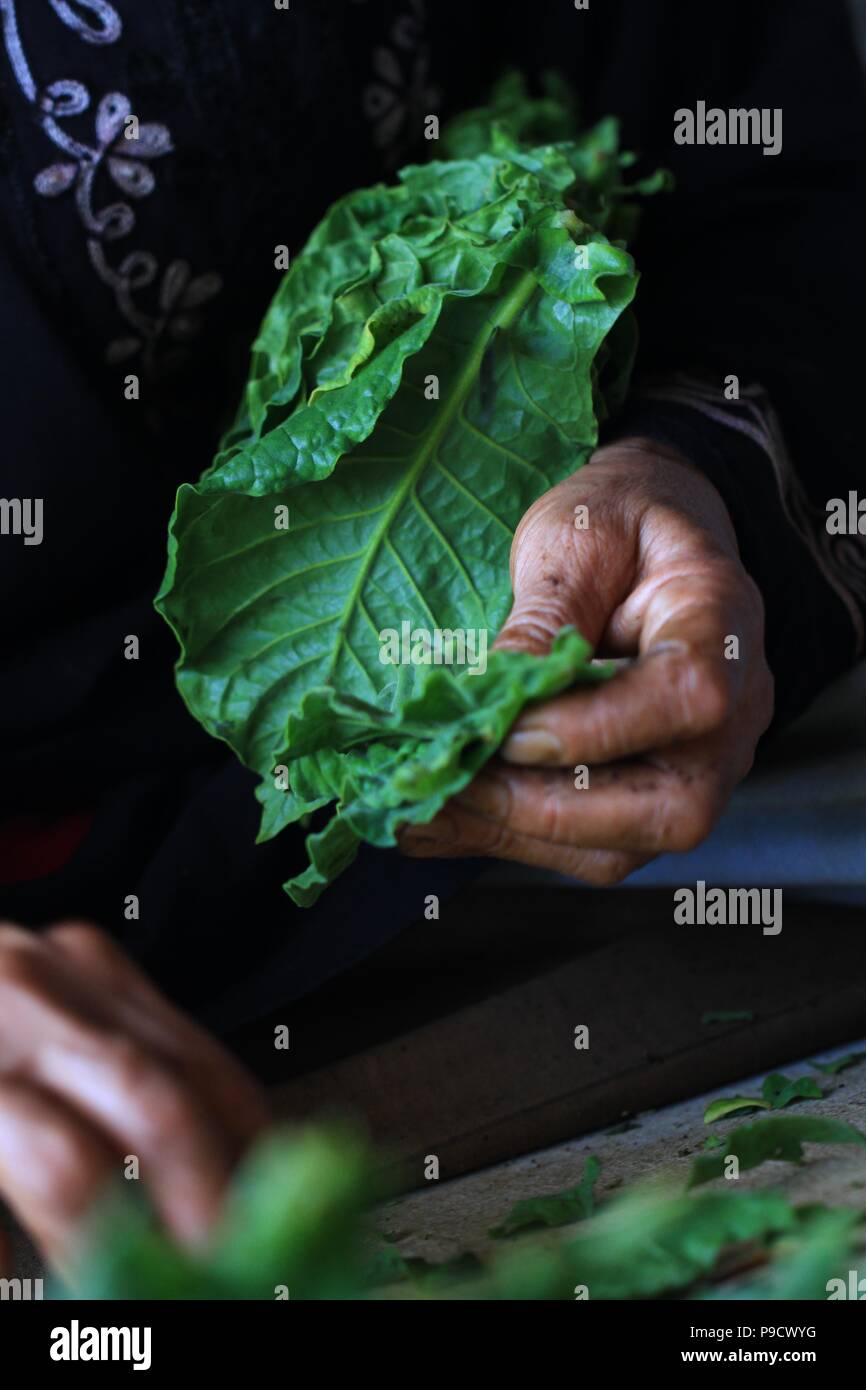 La récolte des feuilles de tabac de saison Banque D'Images