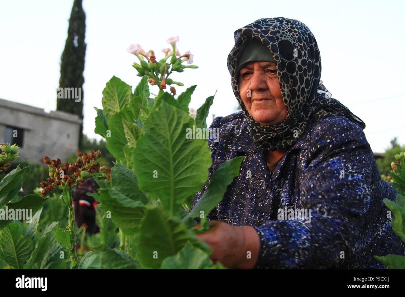 La récolte des feuilles de tabac de saison Banque D'Images