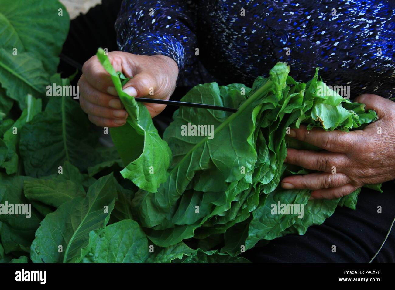 La récolte des feuilles de tabac de saison Banque D'Images