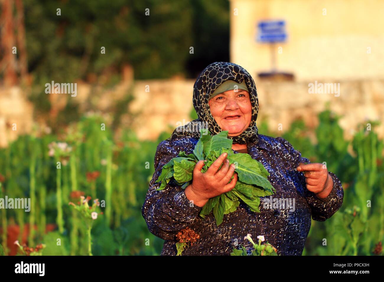 La récolte des feuilles de tabac de saison Banque D'Images