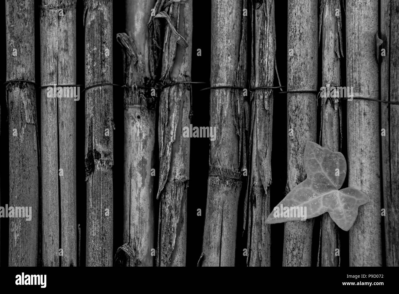 Petite feuille verte par de plus en plus vieille clôture faite de poteaux en bois Banque D'Images