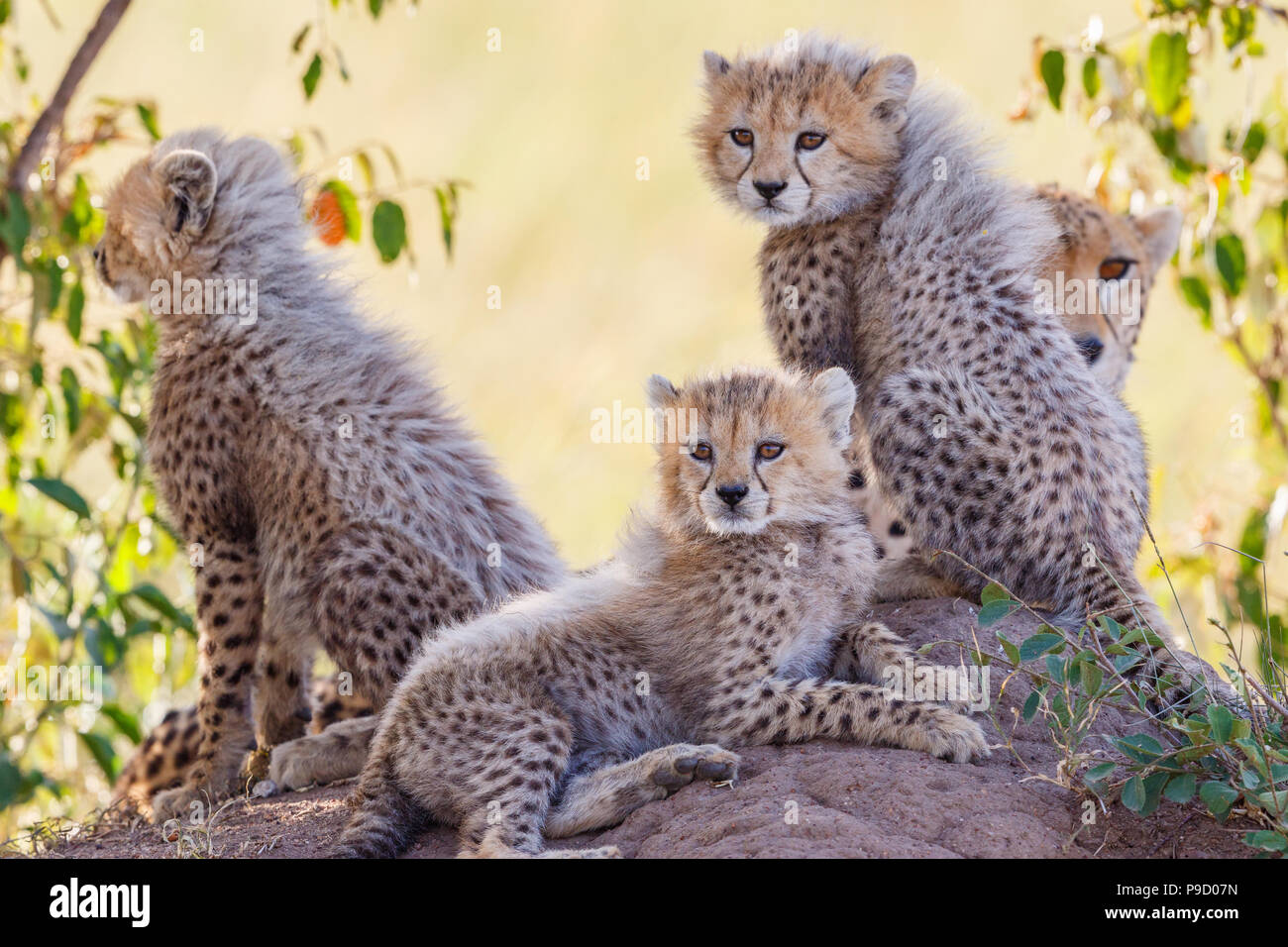 Cheetah cubs curieux dans l'ombre de Bush Banque D'Images