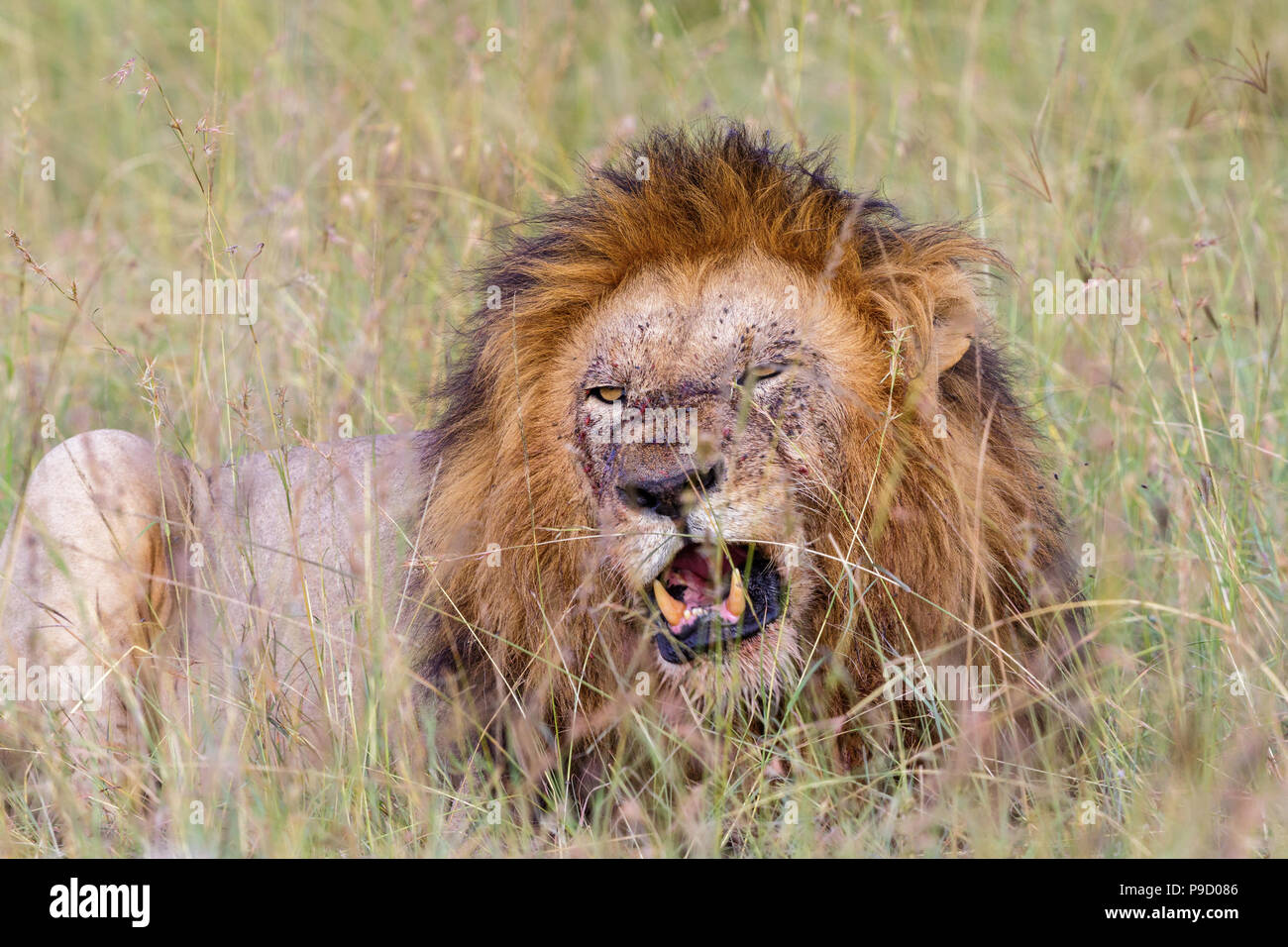 Lion avec la crinière noire couchée dans l'herbe et de repos Banque D'Images