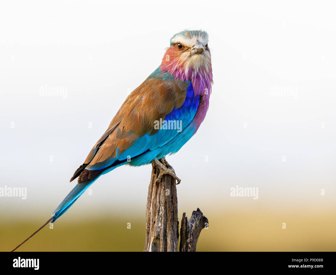 Lilac-breasted roller avec un plumage coloré en regardant vers l'appareil photo Banque D'Images